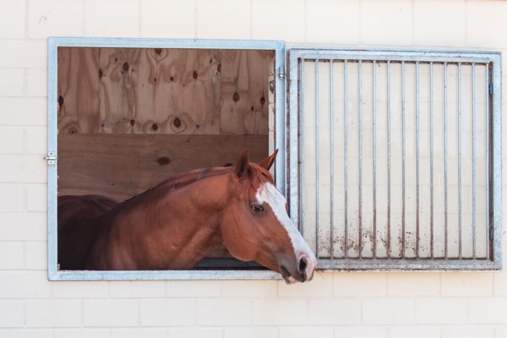 Ein braunes Pferd mit weißer Schnauze schaut aus einem Stallfenster.