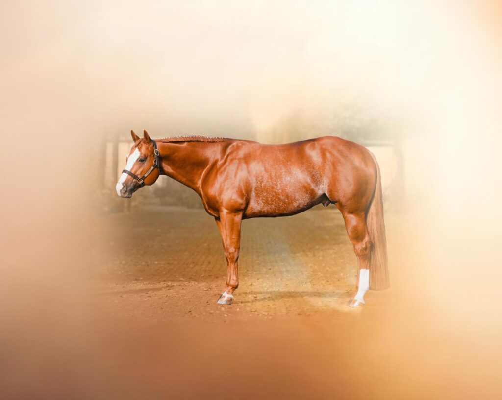 Braunes Pferd mit einem weißen Abzeichen auf der Stirn, steht auf einem sandigen Boden.
