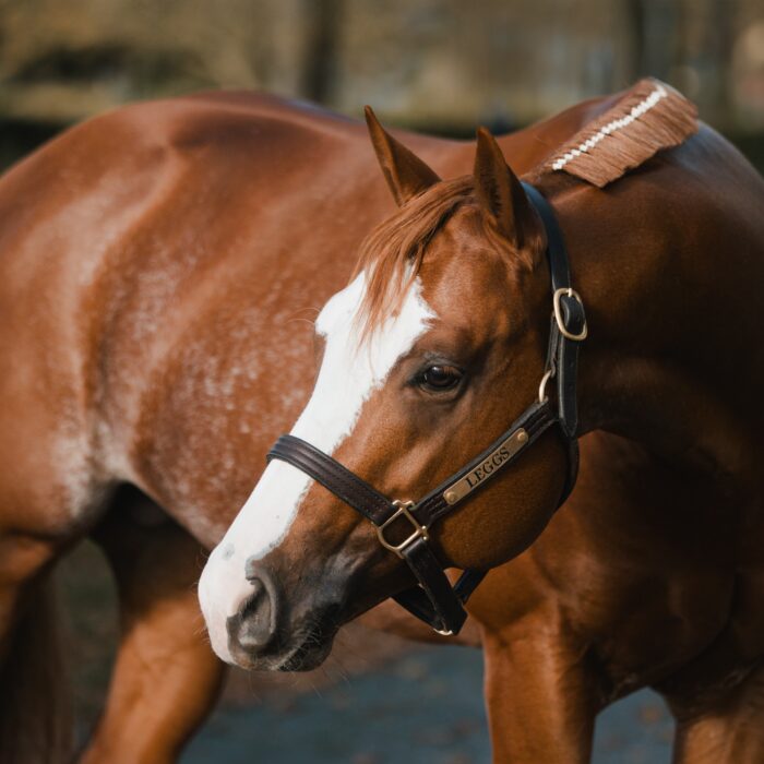 Braunfarbenes Pferd mit weißer Gesichtsmarkierung trägt Lederzaum mit goldenen Beschlägen; fokussierter Blick, ruhige Haltung, unscharfer Hintergrund.